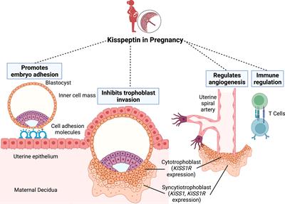<mark class="highlighted">Kisspeptin</mark> in the Prediction of Pregnancy Complications